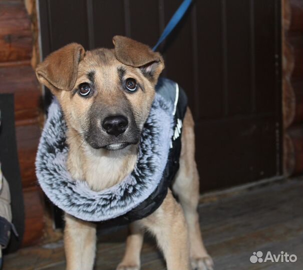 Щенок - Мальчик 3,5 м. в заботливые руки