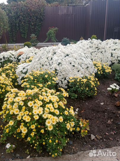 Хризантема мультифлора