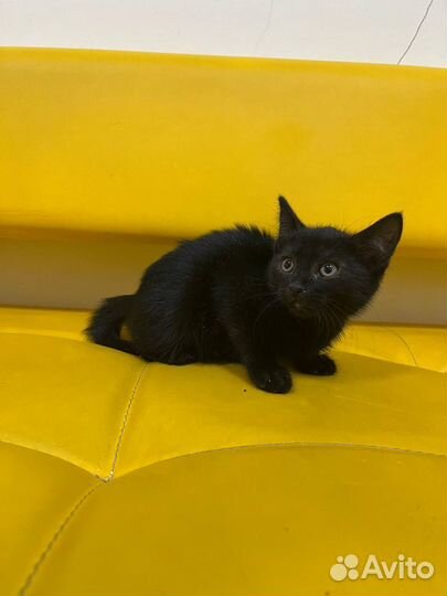 Котенок в дар