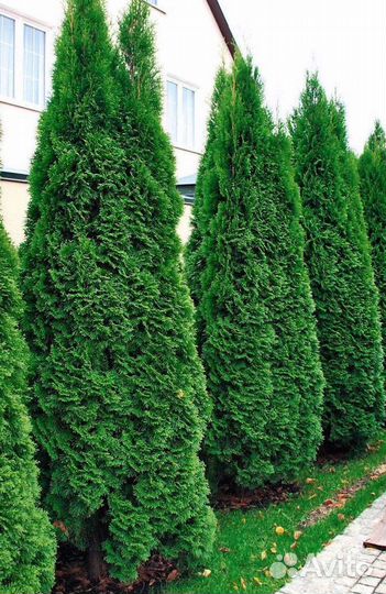 Туи зеленые