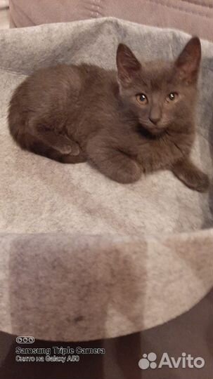 Котёнок Мишель в добрые руки