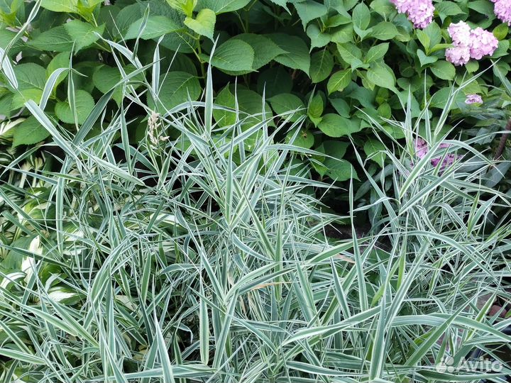 Канареечник (декоративная травка)