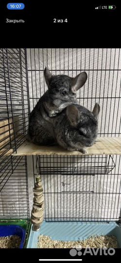 Шиншилла мальчик