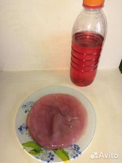 Чайный гриб комбуча