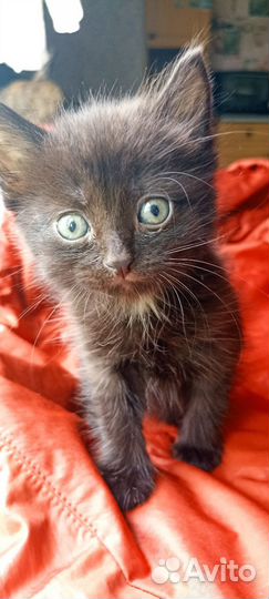 Чёрный котик. Котята в добрые руки 4 недели)