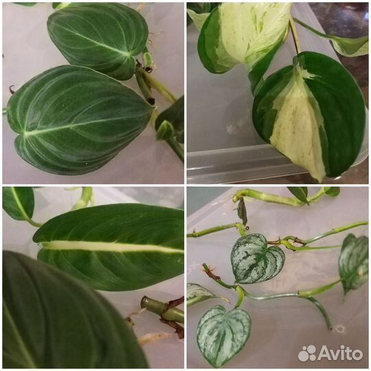 Домашние растения, черенки(обновлено)