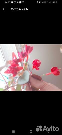 Комнатные цветы