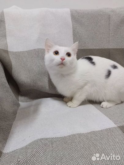 Котики бесплатно
