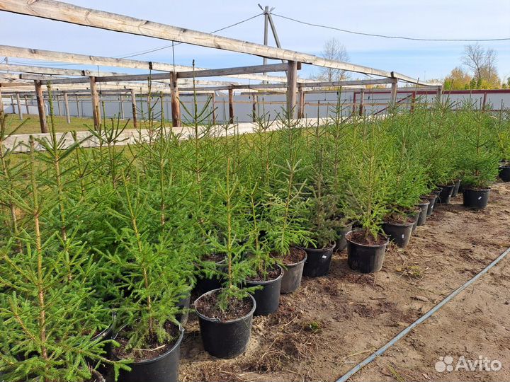 Саженцы ели