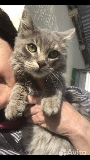 Котеночек Мальчик