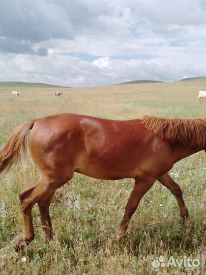 Жеребец, отъемыш