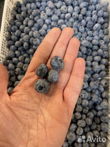 Голубика крупная
