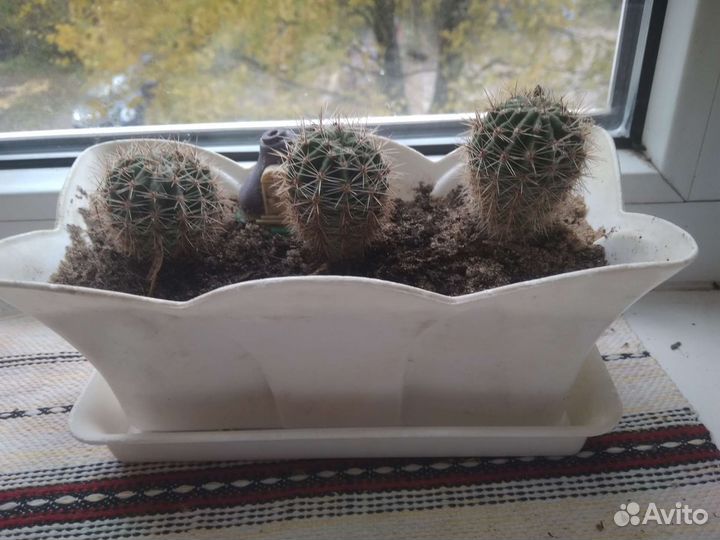 Кактус