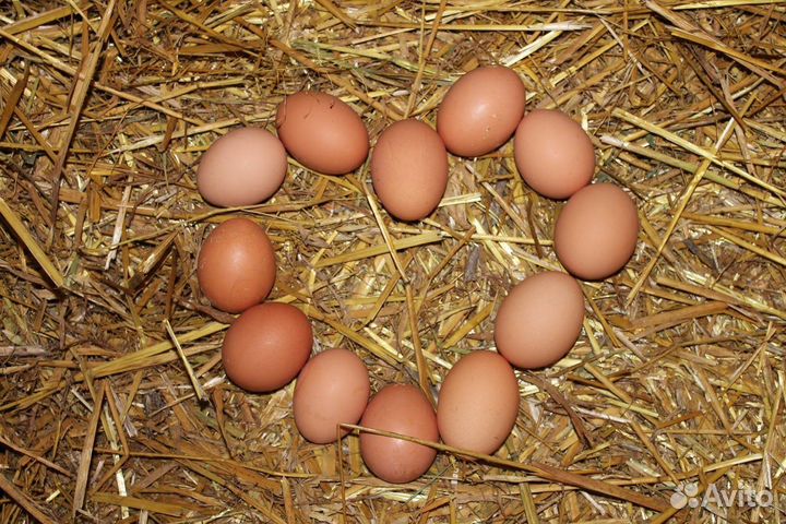 Домашние куриные яйца