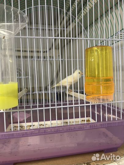 Кенор
