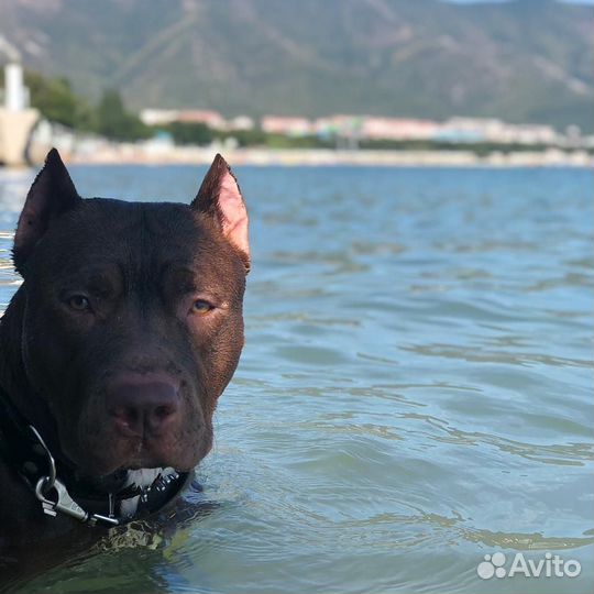 Питбуль вязка