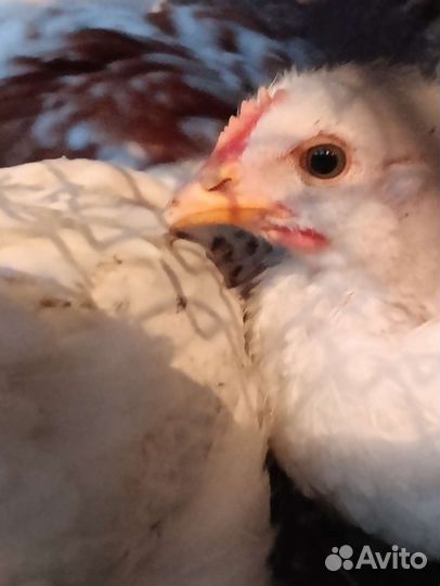 Цыплята (брама)