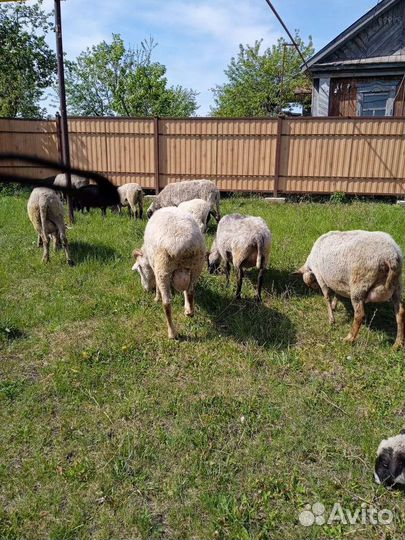 Овцы, Бараны