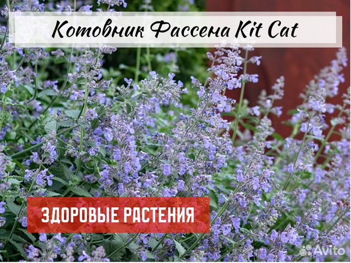 Тимьян, полынь, чистец, котовник, шалфей