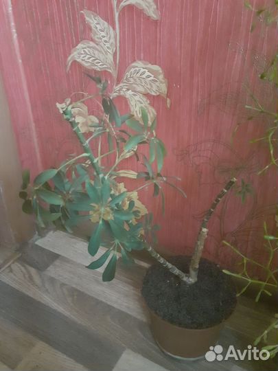 Отдам цветы