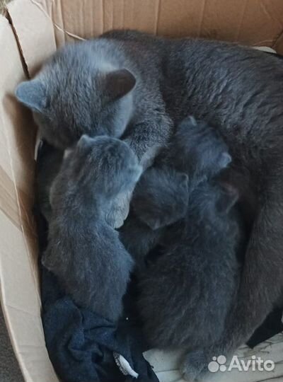 Британские котята