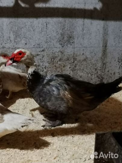 Продаю свое