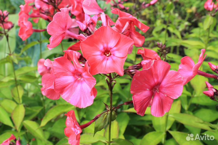 Многолетки, неприхотливые цветы, флоксы