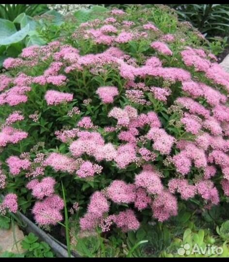 Спирея японская