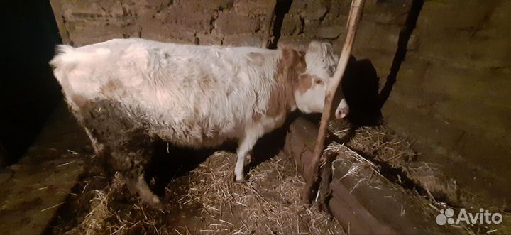 Продам телку
