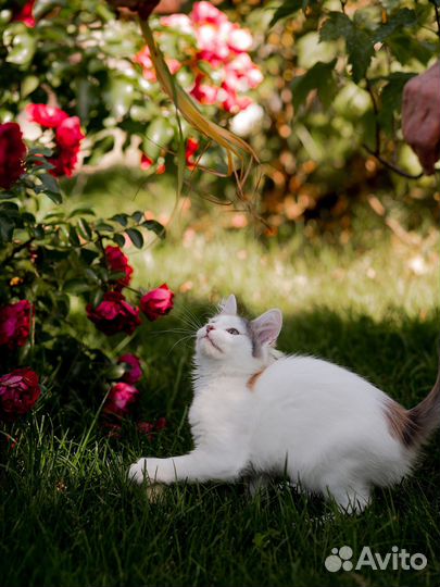 Котята британцы и бесплатно