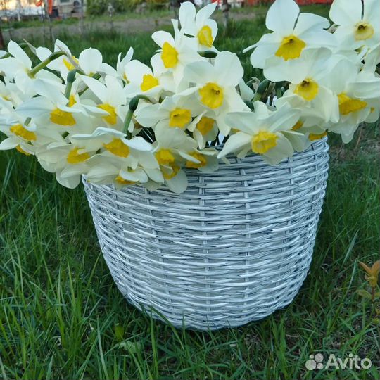 Нарциссы букет актуально