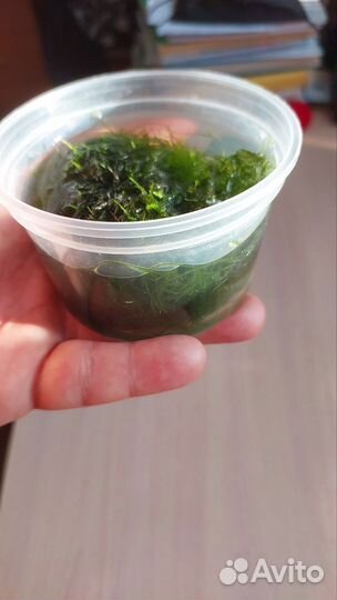 Продам яванский мох