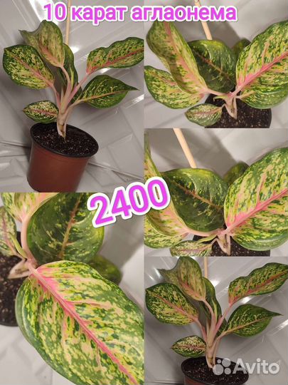 Аглаонемы разные