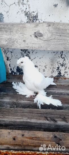 Голубь двухчубые