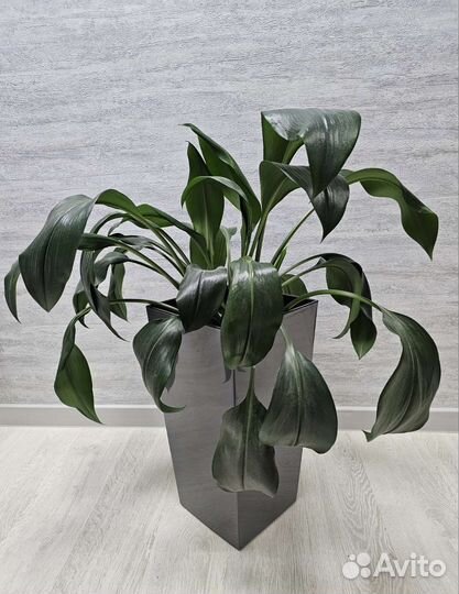 Комнатные цветы эухарис