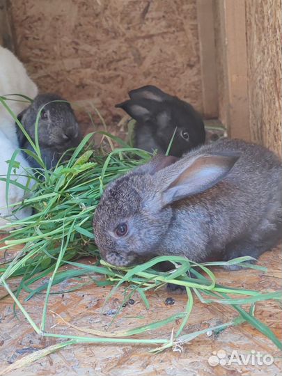 Кролики