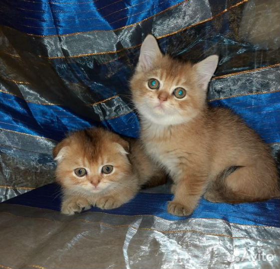Шотландские золотые Котята