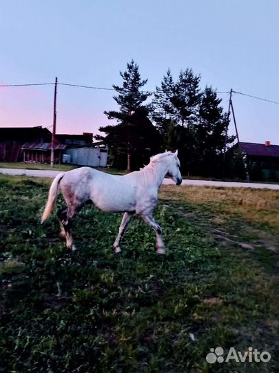 Лошадь жеребец