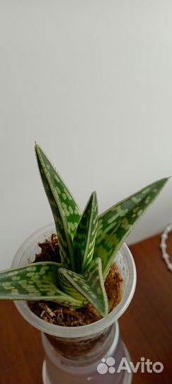 Алое пестрое