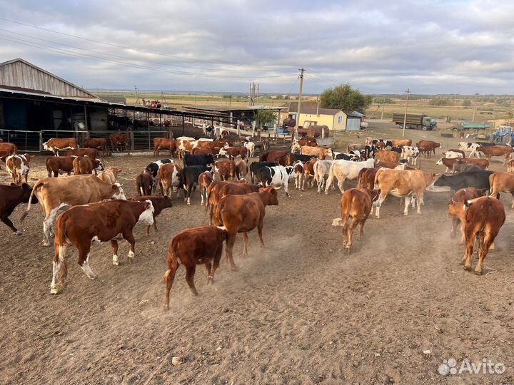 Коровы и телки