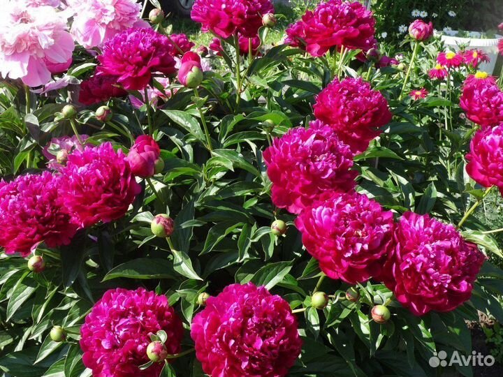 Пионы 3 вида, белый, розовый, бордовый