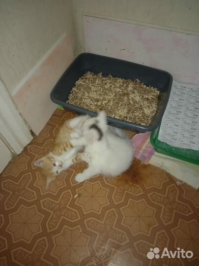 Котята, оба мальчишки