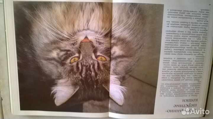 Книга Кошки, Бербель Гербер