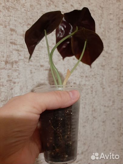 Комнатные цветы