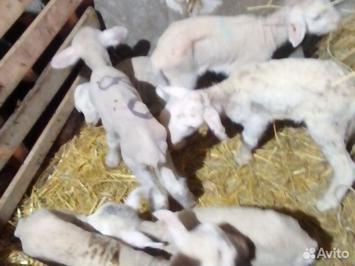 Овцы бараны ягнята