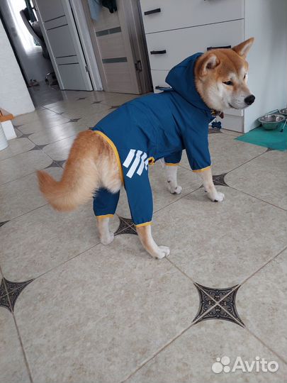 Сиба ину собака