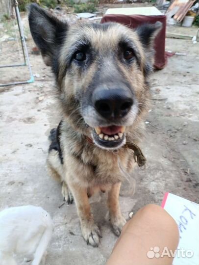 Щенки немецкой овчарки