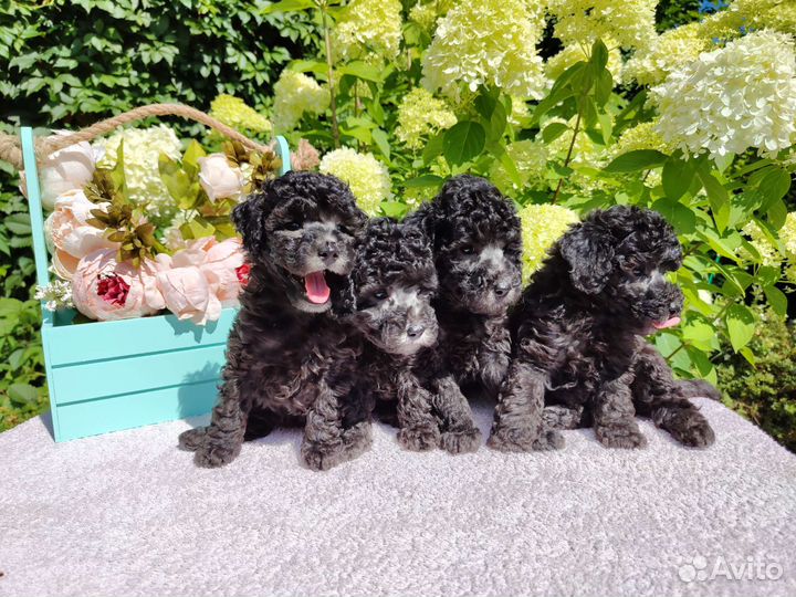 Миниатюрный пудель щенки серебро