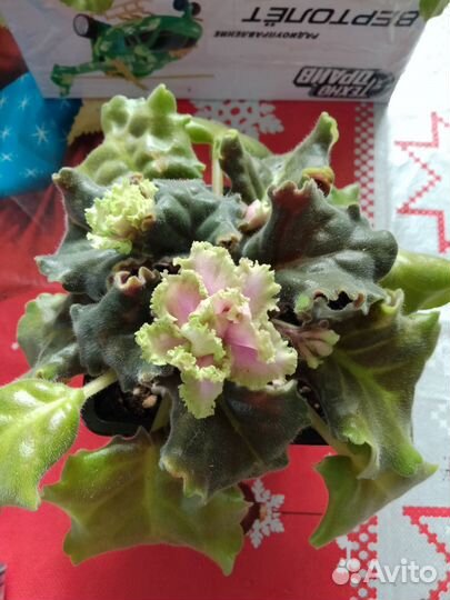 Фиалки на цвету