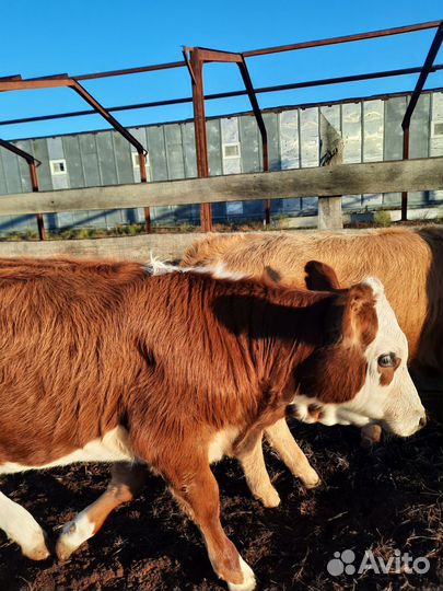 Бычки и телята